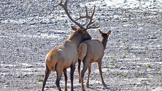 Active Bull Elk Bugling, Courting, Herding and Fighting During the Rut