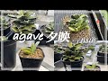 アガベ　夕映厳龍　ソーラーエクリプス　色合いが可愛い