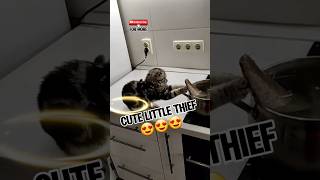 Funny Kitten 😍 #funny #shorts
