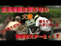 犬猿の中のホームレス同士を仲直りさせてみた