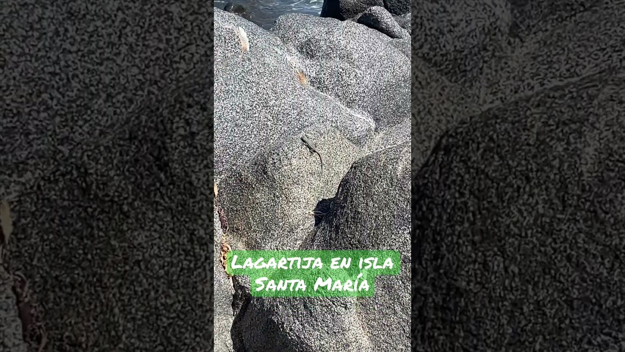 Lagartija en sector isla Santa María, Antofagasta #antofagasta #isla #shortsvideo #naturaleza