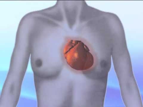 Video: Kde se nachází srdce?