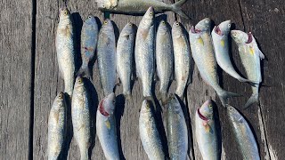 Stenhouse Bay Jetty Fishing