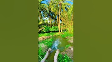 تدبر الآية : ولا تدع مع الله إلها آخر لا إله إلا هو كل شيء : الشيخ أ.د. #ياسر_الدوسري