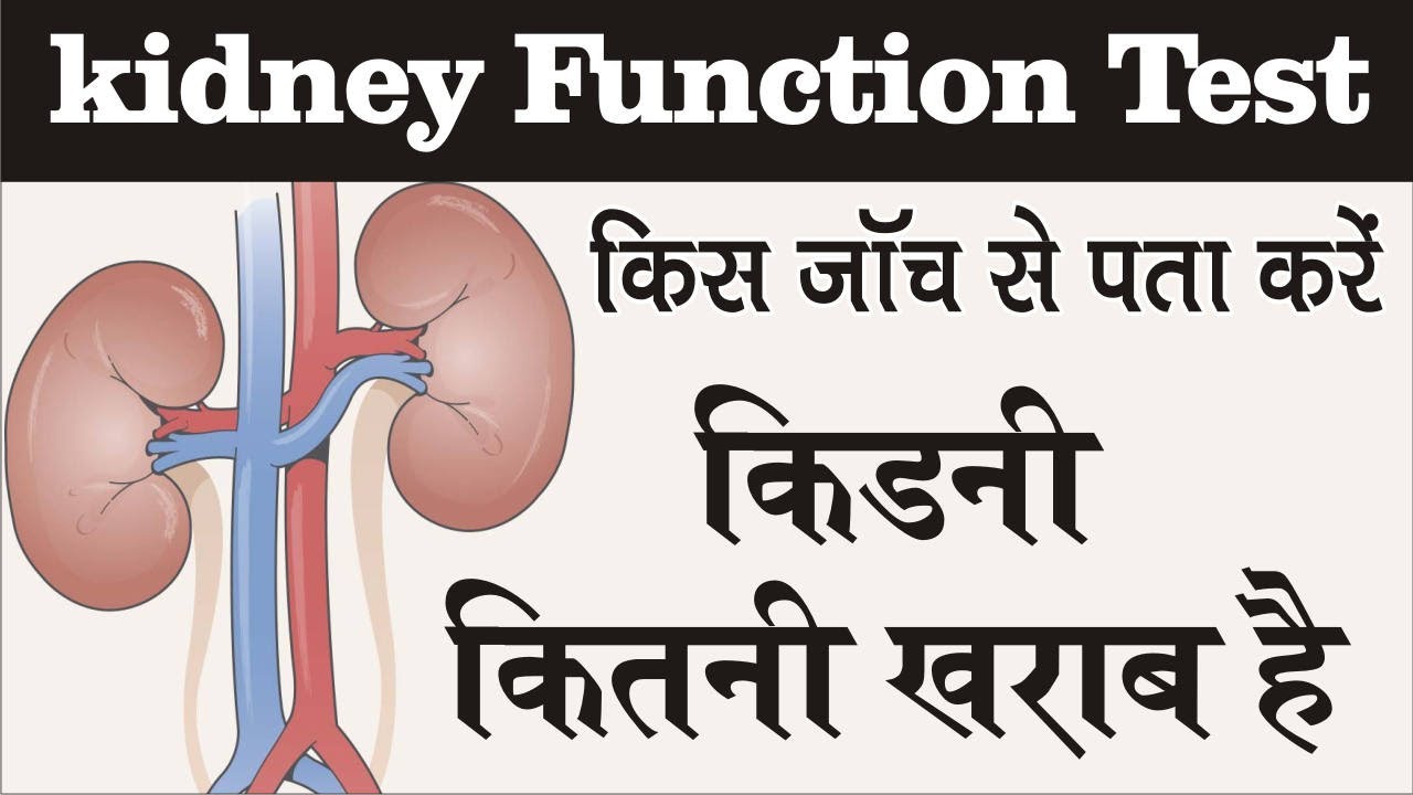 What Is Renal Function Test In Hindi
