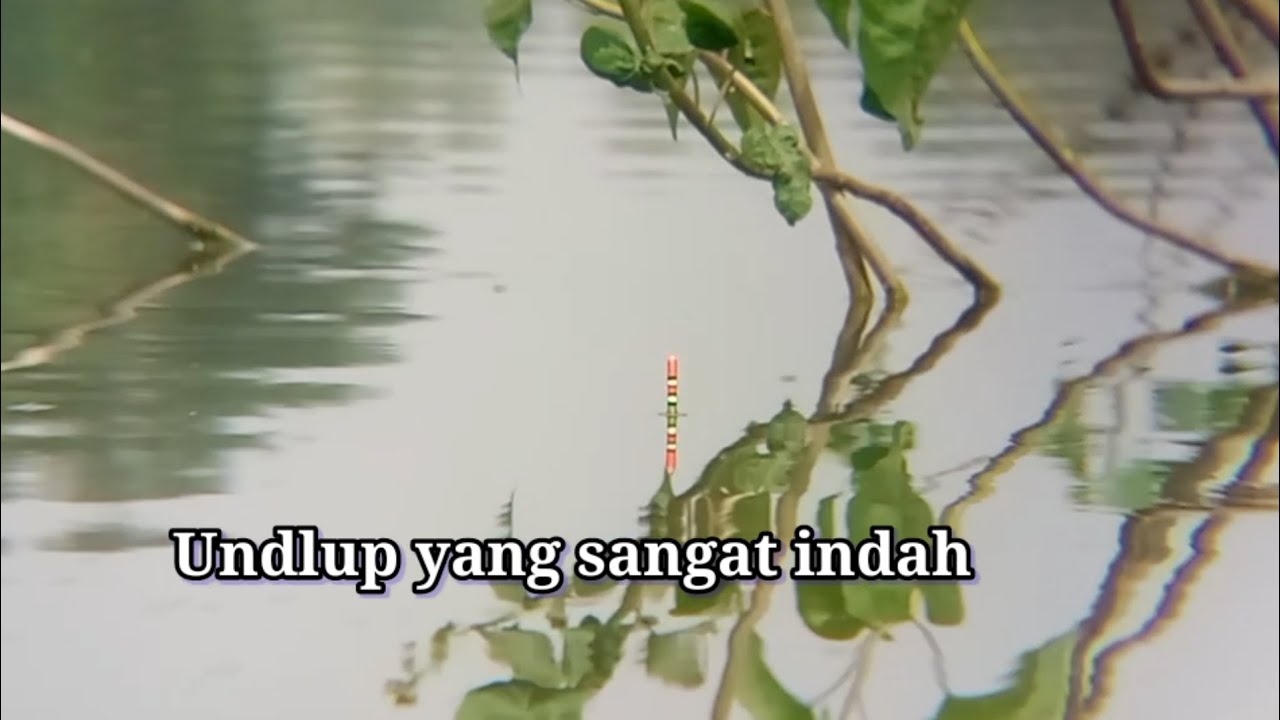 SIAPA YANG GAK PENASARAN DENGAN UNDLUP YANG SEINDAH INI | MANCING NILA LIAR UMPAN LUMUT