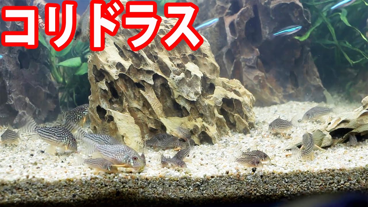 沢山増えたコリドラス水槽を６０ｃｍに大きくしました Youtube
