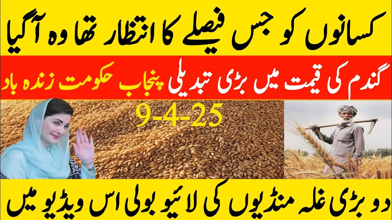 Wheat support price in Punjab 2025ll new Gundam rate ll گندم کی امدادی ...