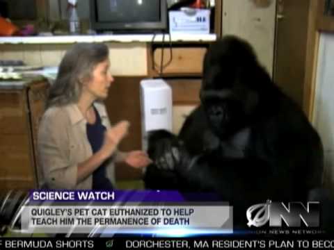 Scientists Successfully Teach Gorilla It Will Die Someday