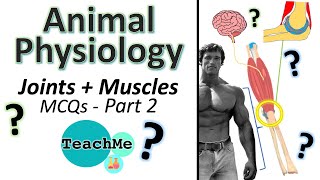 (11.2) - MCQs - (Part 2) - Joints + Muscle & Contraction - (IB Biology) - TeachMe screenshot 2