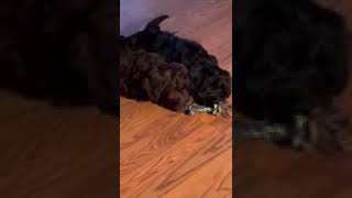 8 Week old Portuguese Water Dog  (PWD) Puppies Sharing a toy....Then Scaring Themselves.