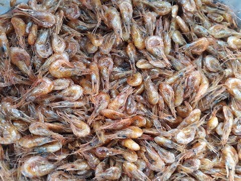 Pescando e fritando camarão na beira da lagoa