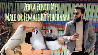 Difference Between Male and Female Zebra Finch | Zebra Finch Mei Male or Female Ki Pehchaan 🥳💯#viral