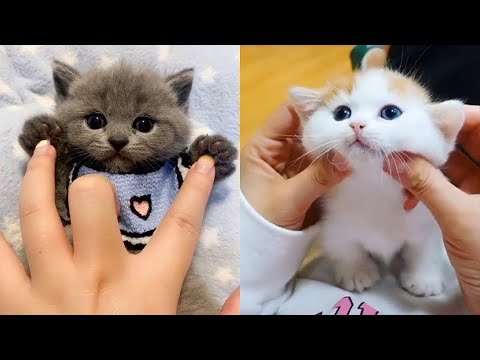 Baby Cats - Cute and Funny Cat Videos Compilation | Cute Kittens In The World