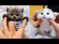 Baby cats  cute and funny cats compilation  cute kittens in the world