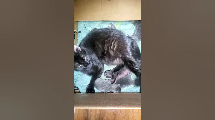 Video 2549731: american curl cat, cat baby newborn kitten