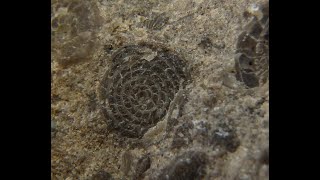 185237222746 Nummulites On Limestone - Eocene - Poland, Carpathians Mts., Zakopane Blackorion666