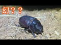 超幻レベルのカブトムシを見つけたかもしれない