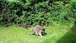 Mommy Raccoon & 4 babies emerge from bushes, 6-20-13 by Escape From NY 5,738 views 10 years ago 2 minutes, 5 seconds