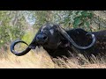 Kruger Park, Season 6 (French), documentary on lions, &quot;Big five&quot; &amp; other dangerous African animals.