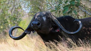 Kruger Park, Season 6 (French), documentary on lions, &quot;Big five&quot; &amp; other dangerous African animals.