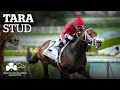 ITM Irish Stallion Showcase 2021 - Tara Stud