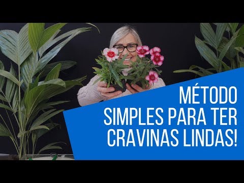 Vídeo: Crocosmia (montbrecia) (47 Fotos): Plantando E Cuidando Do Perene Gladíolo Japonês No Jardim. 