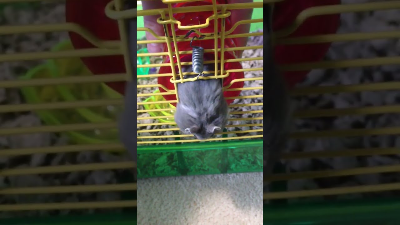 Dwarf Hamster Escapes From Wire Cage