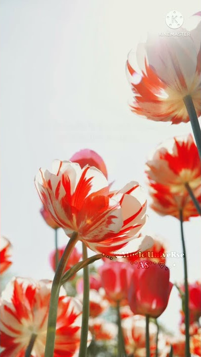 💕Adi kadhal Oru Kannil 💕Doubles💕Srikanth Deva💕Video Lyrics song💕Tamil Whatsapp Status Songs💕