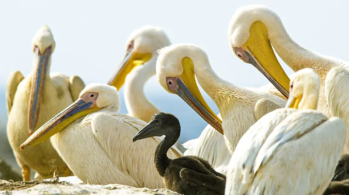 Pelicans Feast On Cape Gannet Chicks | Life | BBC ...