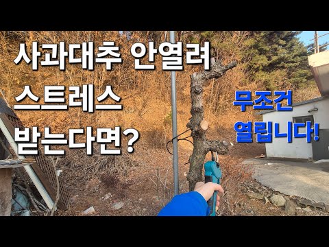 '사과대추나무 가지치기' 아직도 고민? 영상 5분만 보면 깔끔하게 해결해 드림!