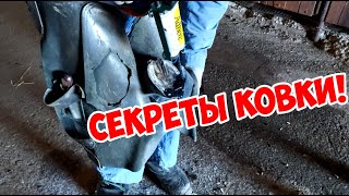 Тяжёлый день коваля в приюте для лошадей