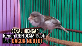 Kenari Gacor Cuit cuit Ngerol MENEKAN LAWAN AMPUH utk Pancingan Kenari PAUD belajar Bunyi \u0026 MACETAN