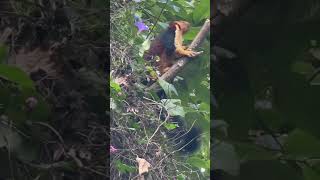 Rare footage of the Malabar giant squirrel by alex ⁞ EARTHSHIP ⁞ leeor₊˚ˑ༄ؘ 112 views 3 months ago 1 minute, 57 seconds