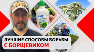 Как вывести борщевик Сосновского? Рабочие методы борьбы с борщевиком на участке против сорняка