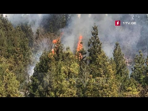 ხანძარი ლაითურის ტყეში