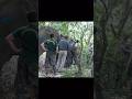 Treatment injured wild elephant