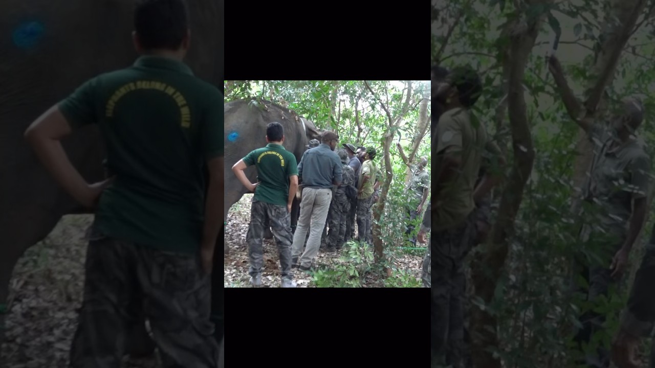 Treatment injured wild elephant