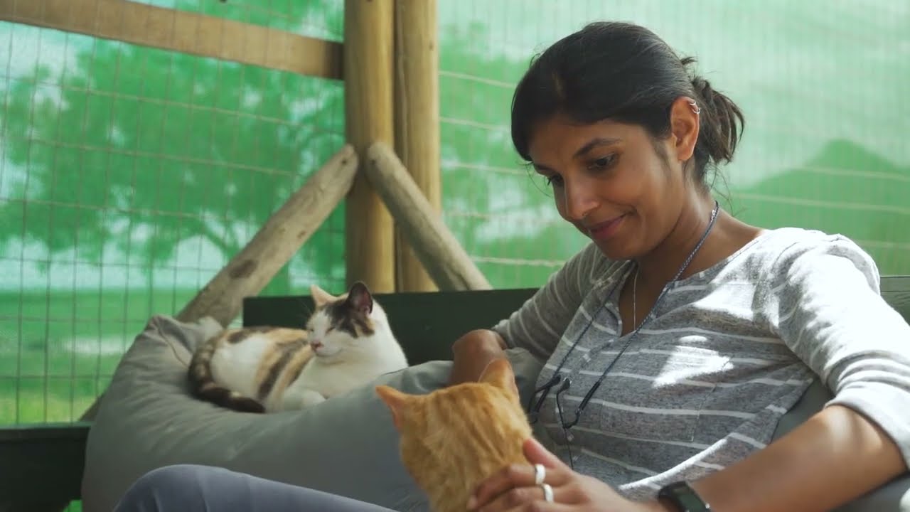 Learn More About Animal Rescue in Cape Town