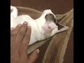 قوم وراك مدرسة