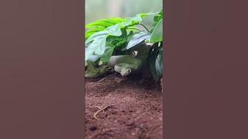 Blue Eyed Leucistic Ball Python | #ballpython #reptiles #ular