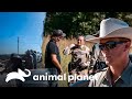 Arrestos ms tensos en guardianes de texas  guardianes de texas  animal planet