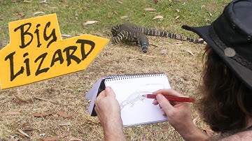 Quick Drawing of Lace Monitor