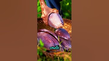 Tại sao bạn nên chọn ăn hoa chuối #shorts