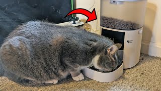 Automatic Cat Feeder Review: Is It Right for You?