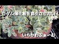 セダム薄化粧を群生させたい!
