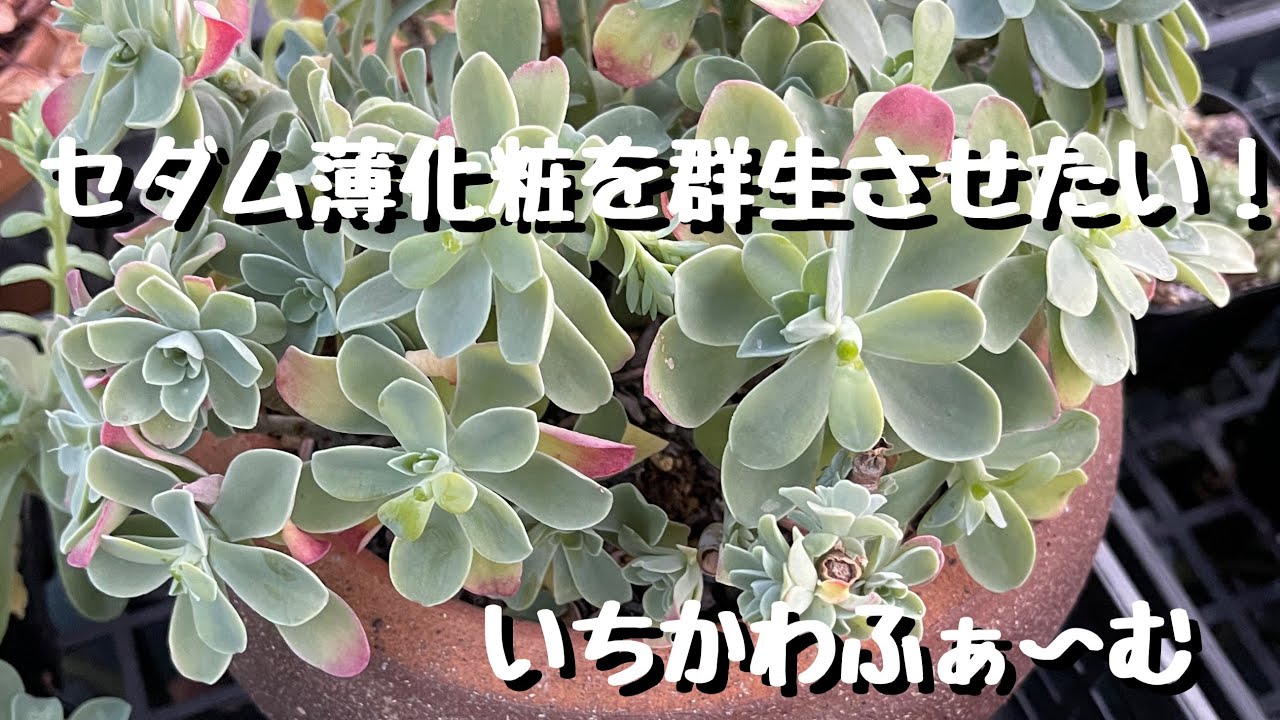 I want to grow a group of sedums! - YouTube