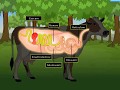 Digestion in Grass Eating Animals