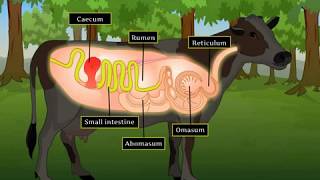 Digestion in Grass Eating Animals - YouTube