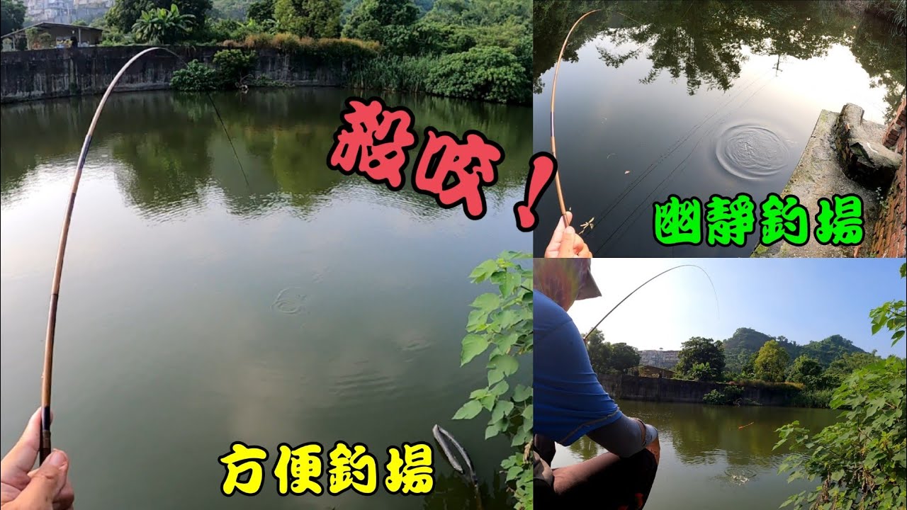 義大遊樂場附近超多免費池塘，每池咬況熱烈，值得深入探索|高雄義大釣場|路邊野池|